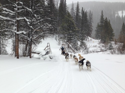 dogsled14