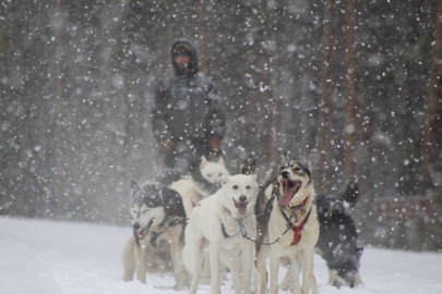 Dog Sledding in Keystone